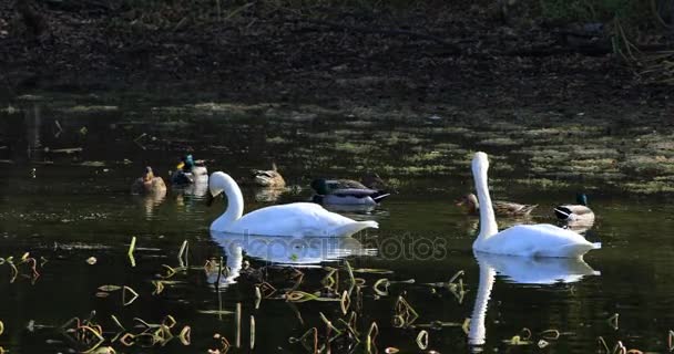 4K UltraHD par de trompetista cisne, Cygnus buccinator — Vídeo de Stock