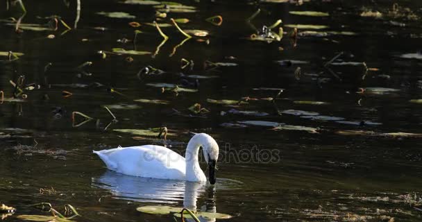 Cygne trompette 4K UltraHD, Cygnus buccinator, sur l'étang 