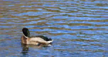 4k Ultrahd erkek Mallard, Anas platyrhynchos sıçramasına görünümü