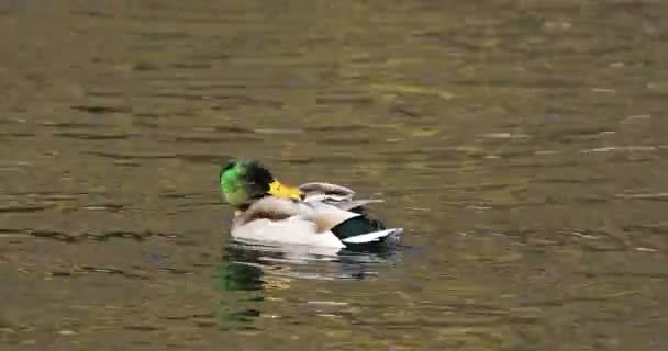 4 k Ultrahd erkek yaban ördeği, kötülük ve rahatlatıcı Anas platyrhynchos — Stok video
