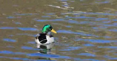 4 k Ultrahd erkek yaban ördeği, Anas platyrhynchos bakıp