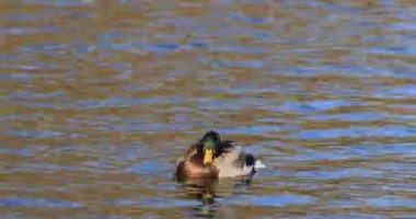 4k erkek Mallard, Anas platyrhynchos sıçramasına Ultrahd görünümü