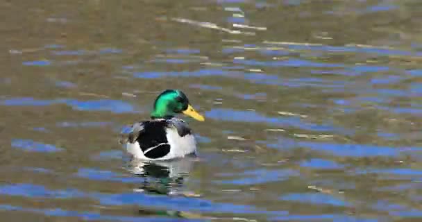 4K UltraHD Male Mallard, Anas platyrhynchos preening — Stock Video