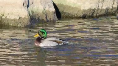 Anas platyrhynchos, erkek yaban ördeği wingstand