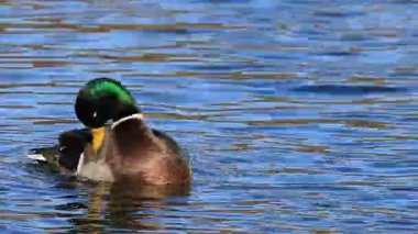 Anas platyrhynchos, erkek preening Mallard görünümünü