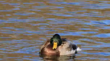 Anas platyrhynchos, erkek sıçramasına Mallard görünümünü