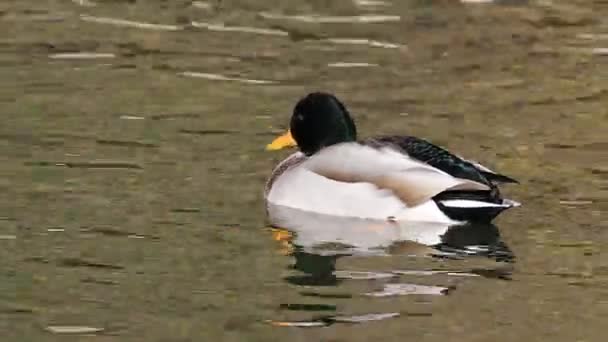 Male Mallard, Anas platyrhynchos swimming — Stock Video