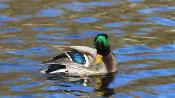 Preening Anas platyrhynchos, Hombre Mallard — Vídeos de Stock