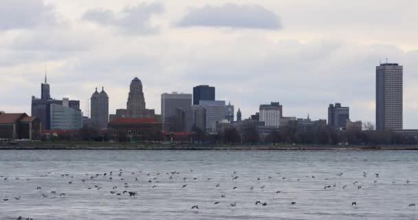 Uccelli invernali 4K UltraHD sul fiume Niagara con sfondo Buffalo — Video Stock