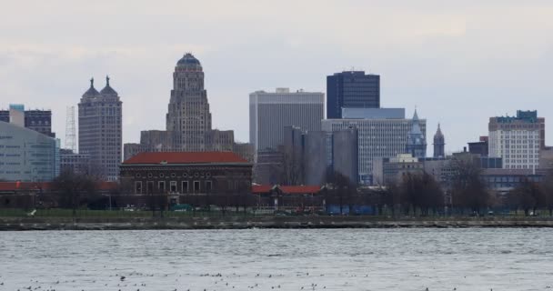 4 k Ultrahd Winter vogels op Niagara River met Buffalo in achtergrond — Stockvideo