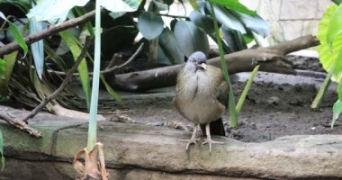 4 k Ultrahd Chaco Chachalaca, Ortalis canicollis