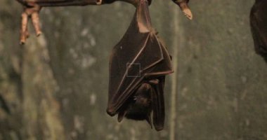 4 k Ultrahd Mısır meyve yarasası, Rousettus aegyptiacus roosting