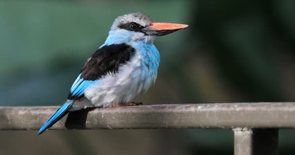 4 k Ultrahd blå Breasted Kingfisher, Halcyon malimbica från Västafrika — Stockvideo