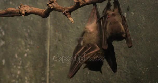 4K UltraHD Egyptian Fruit Bat, Rousettus aegyptiacus — Stock Video