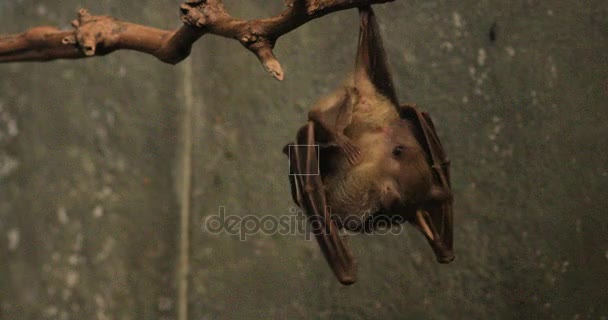 4k Ultrahd para z egipski Fruit Bat, aegyptiacus owadożernych — Wideo stockowe