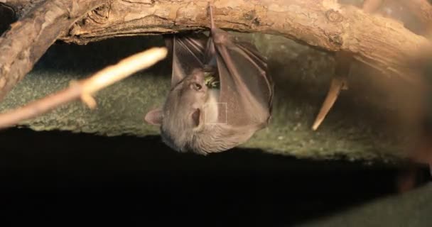 4K UltraHD egípcio Fruit Bat, Rousettus aegyptiacus comer — Vídeo de Stock