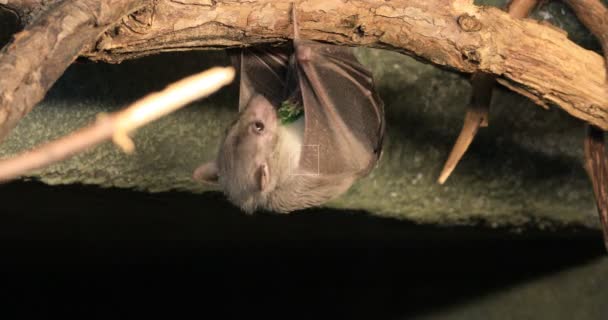 4K UltraHD Egyptian Fruit Bat, Rousettus aegyptiacus feeding — Stock Video