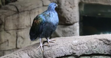 4 k Ultrahd Nicobar güvercin, Caloenas nicobarica 