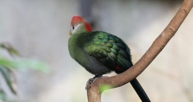 4 k Ultrahd kırmızı ibikli Turaco, Tauraco erythrolophus