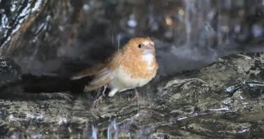 4 k Ultrahd toplum Finch, Lonchura striata domestica banyo