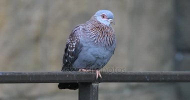 4 k Ultrahd benekli güvercin, Columba Gine