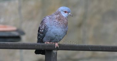 4 k Ultrahd benekli güvercin, tünemiş Columba Gine