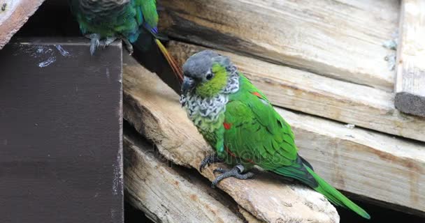 4 k Ultrahd vurige schouders papegaaiachtigen, Pyrrhura egregia op dak — Stockvideo