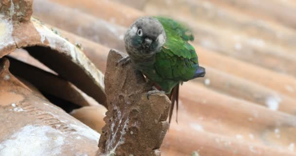 4K UltraHD Fiery Shouldered Conure, Pyrrhura egregia perched — Stock Video