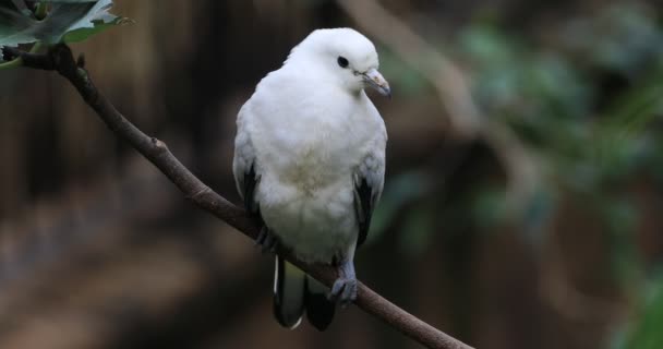 4K UltraHD Pied Imperial Pigeon, Ducula bicolor — Stock Video
