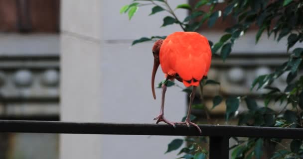 4 k Ultrahd Scarlet Ibis, Eudocimus ruber — Stock video