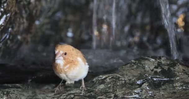 4 k Ultrahd samhället Finch, Lonchura striata domestica i vattenfall — Stockvideo