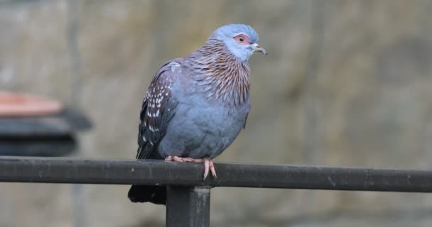 4K UltraHD Speckled Pigeon, Columba guinea posado — Vídeo de stock