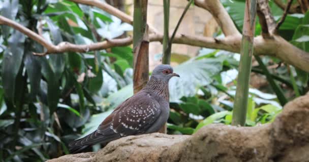 4 k Ultrahd hoede gespikkelde Pigeon, Columba guinea — Stockvideo