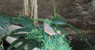 4 k Ultrahd Zebra Finch, Taeniopygia guttata