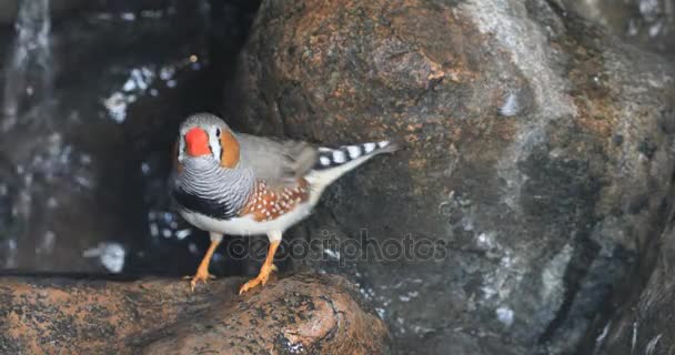 4 k Ultrahd 斑胸草雀、 Taeniopygia 点滴状沐浴 — 图库视频影像