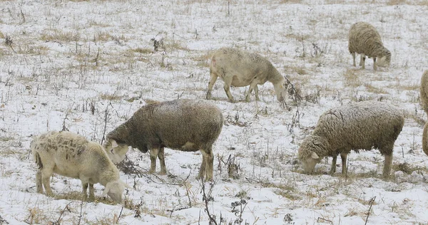 Sheep feeding in field in snow — Stock Photo, Image