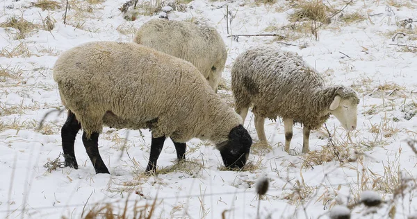 Sheep in field in winter — Stock Photo, Image