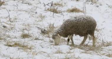 4k Ultrahd koyun bir karlı alanda