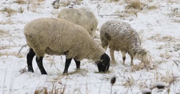 4K UltraHD Oveja en el campo en invierno — Vídeos de Stock