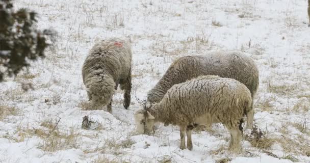 4k Ultrahd fåren i ett snöigt fält i vinter — Stockvideo