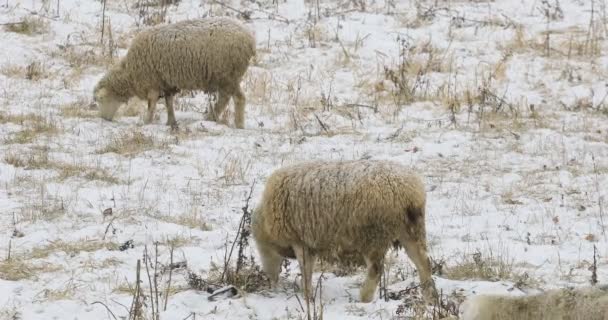 4 k Ultrahd koyun besleme alanına kışın — Stok video