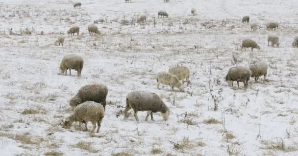 4K UltraHD Rebanho de ovelhas alimentando-se no campo na neve — Vídeo de Stock