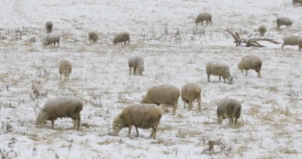 4K UltraHD Rebaño de ovejas alimentándose en el campo en la nieve — Vídeo de stock