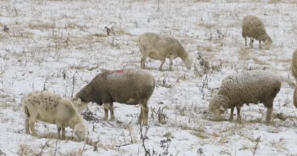 4K UltraHD La alimentación de ovejas en el campo en la nieve — Vídeos de Stock