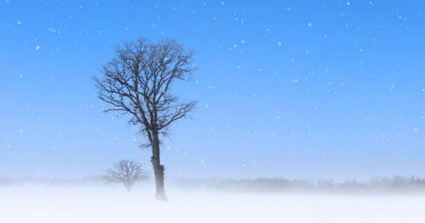 4K UltraHD Albero solitario in un paesaggio innevato — Video Stock