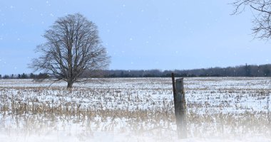 karlı bir manzara içinde yalnız ağaç