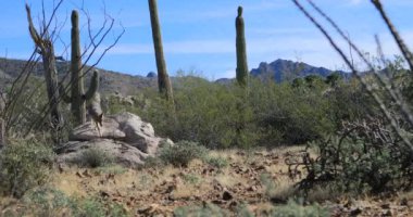 4 k Ultrahd sinsi sinsi çakal, ANIS latrans Sonoran Çölü'nde