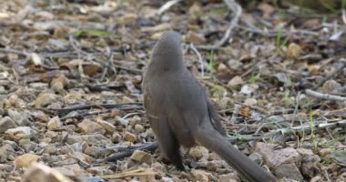 4 k Ultrahd eğrisi fatura Thrasher, Toxostoma curvirostre