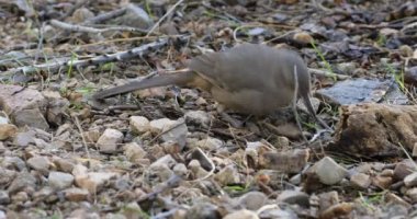 4 k Ultrahd eğrisi fatura Thrasher, Toxostoma curvirostre yerde