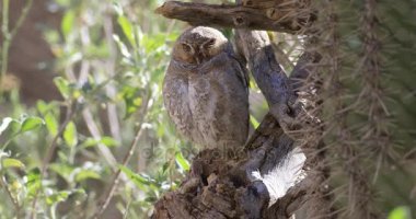 4K UltraHD Elf Owl, Micrathene whitneyi